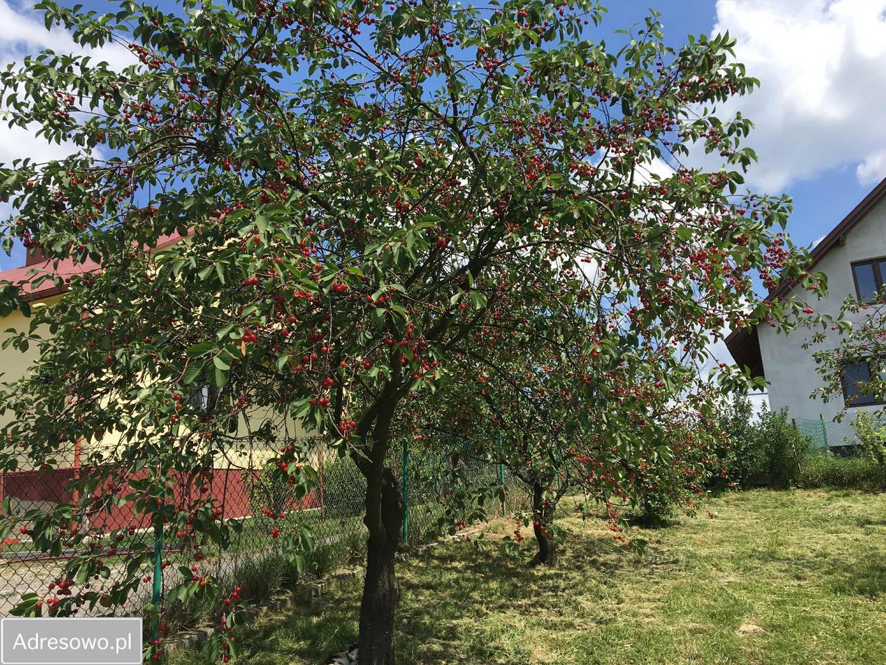 Działka budowlana Werynia. Zdjęcie 6