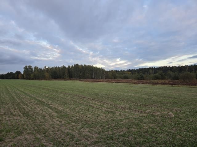 Działka budowlana Krzywica. Zdjęcie 1