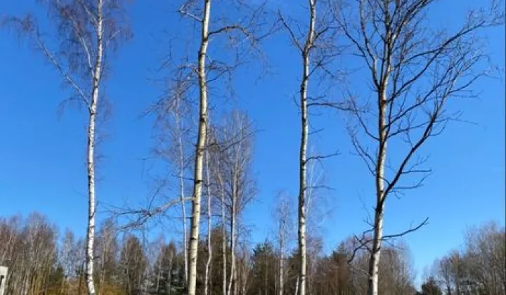 Działka budowlana Rybno