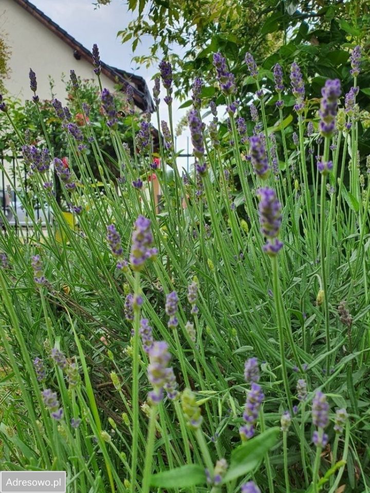 bliźniak, 3 pokoje Psary, ul. Malinowa. Zdjęcie 15