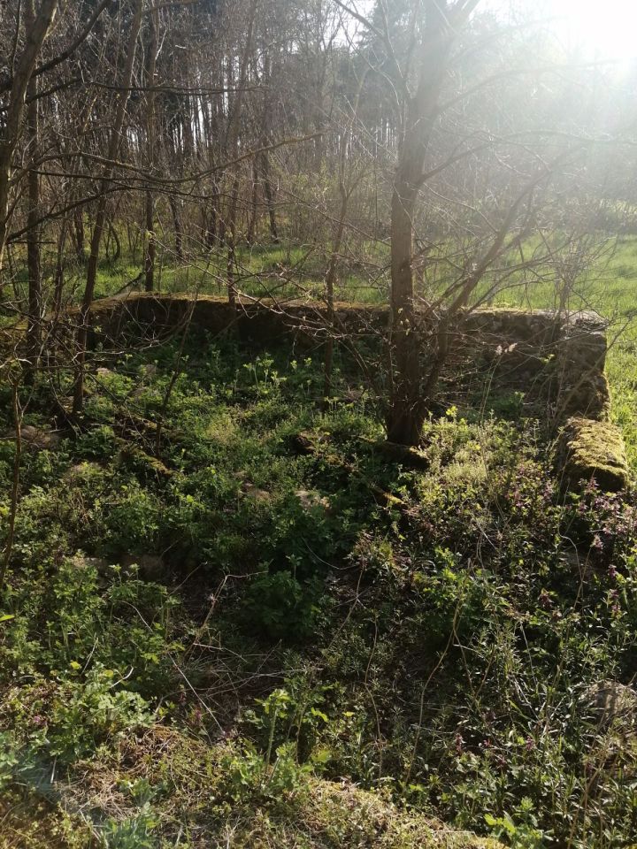 Działka leśna Bieniew. Zdjęcie 3