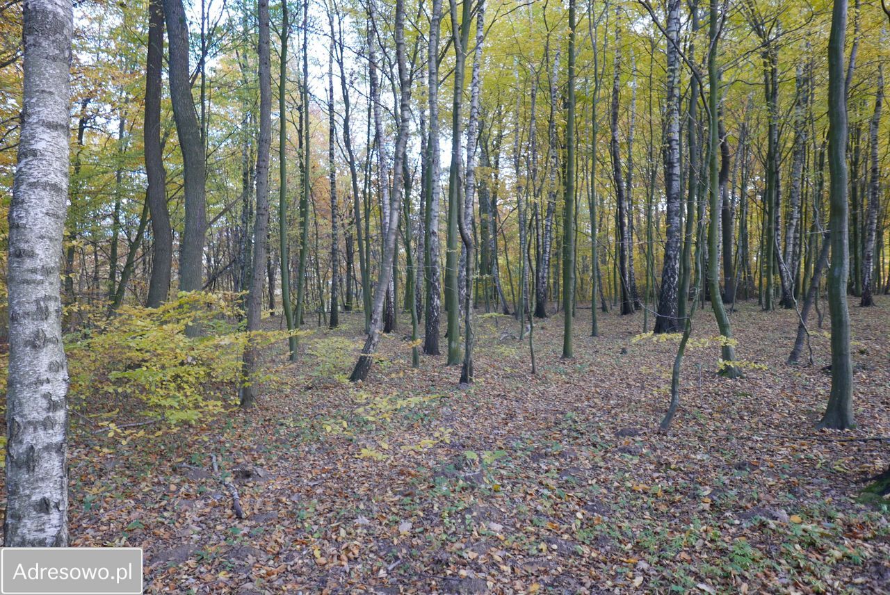 Działka budowlana Strzelinko. Zdjęcie 6