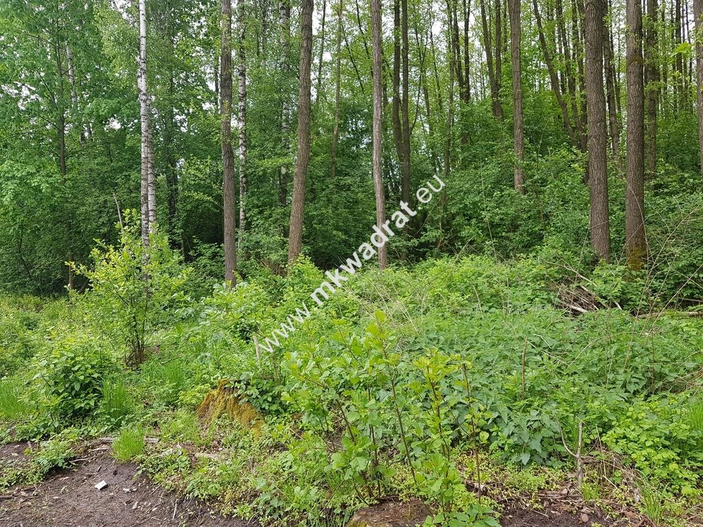 Działka rolna Korabiewice. Zdjęcie 3