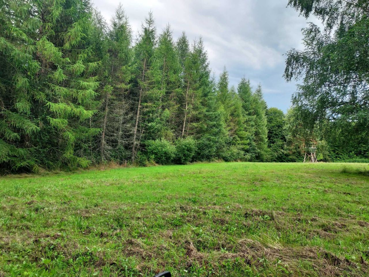 Działka leśna Kreców. Zdjęcie 7
