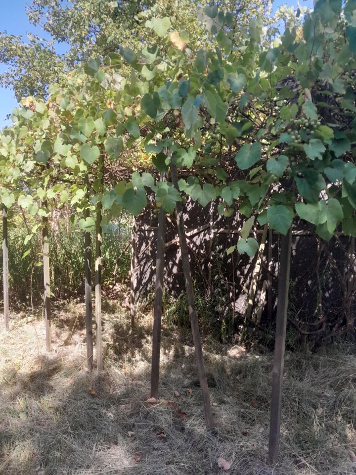 Działka rod Warszawa Włochy, ul. Wykusz. Zdjęcie 3