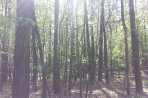 Działka leśna Śladków Duży. Zdjęcie 1