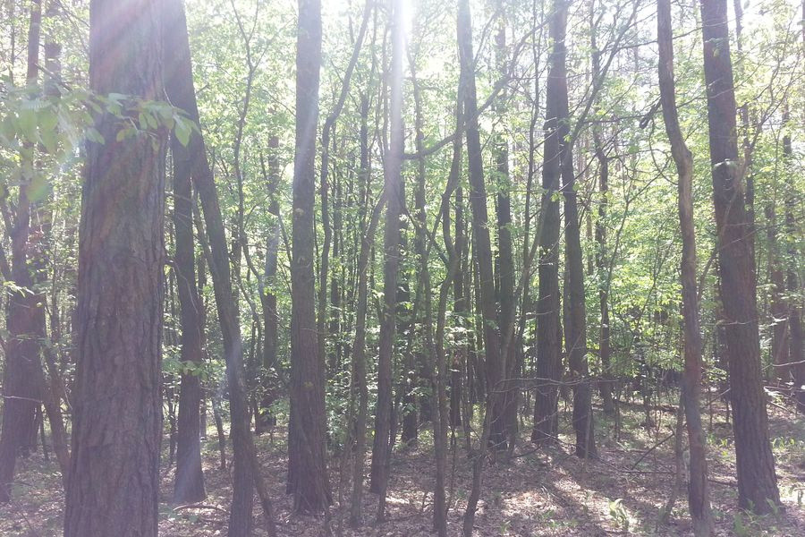 Działka leśna Śladków Duży. Zdjęcie 2