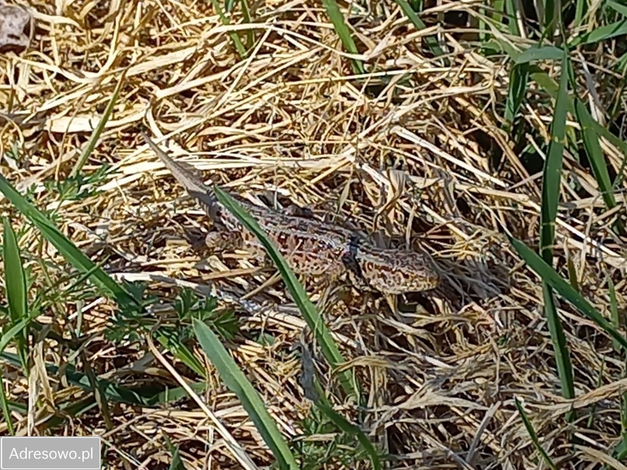 Działka rolna Niebrzydowo Wielkie. Zdjęcie 11