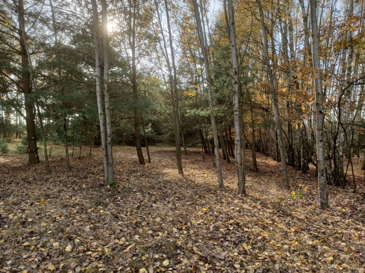 Działka budowlana Rawica-Józefatka. Zdjęcie 3