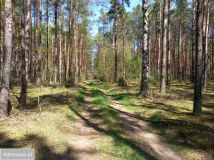Działka rolno-budowlana Wąsewo-Lachowiec. Zdjęcie 4