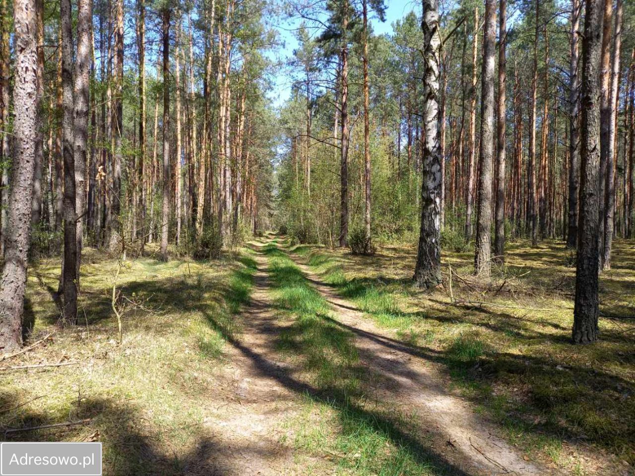 Działka rolno-budowlana Wąsewo-Lachowiec. Zdjęcie 5