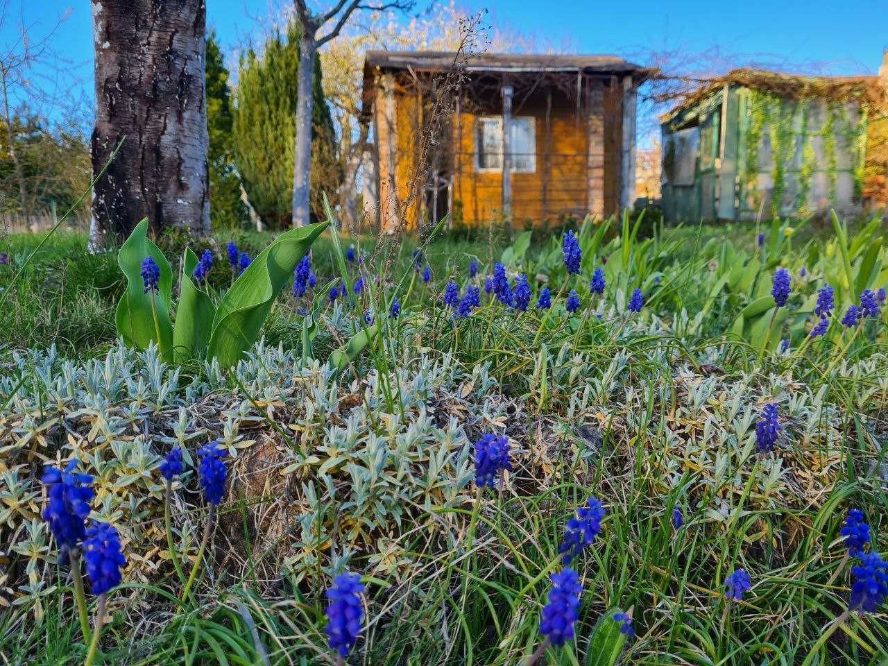 Działka rod Wilkanowo. Zdjęcie 4