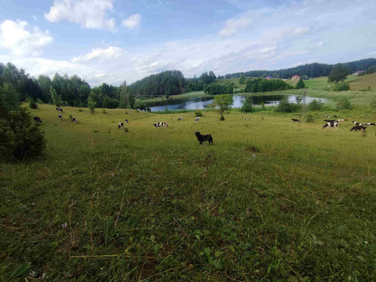 Działka siedliskowa Osinki. Zdjęcie 9