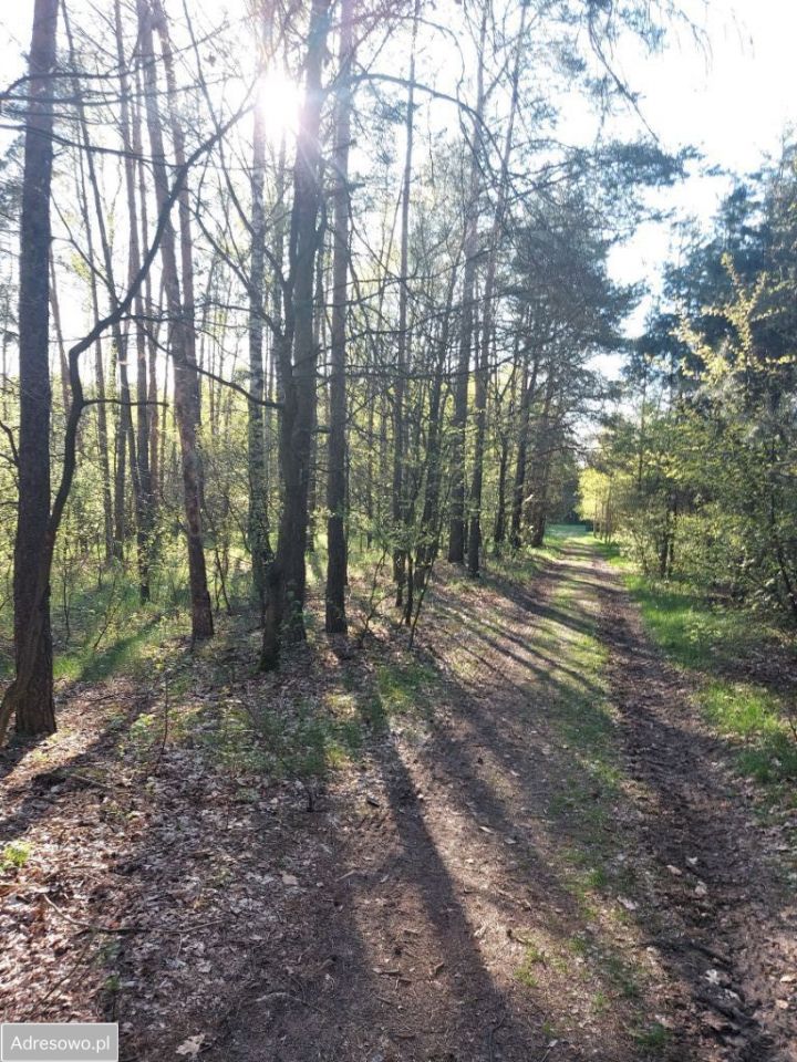 Działka leśna Drzewociny. Zdjęcie 7