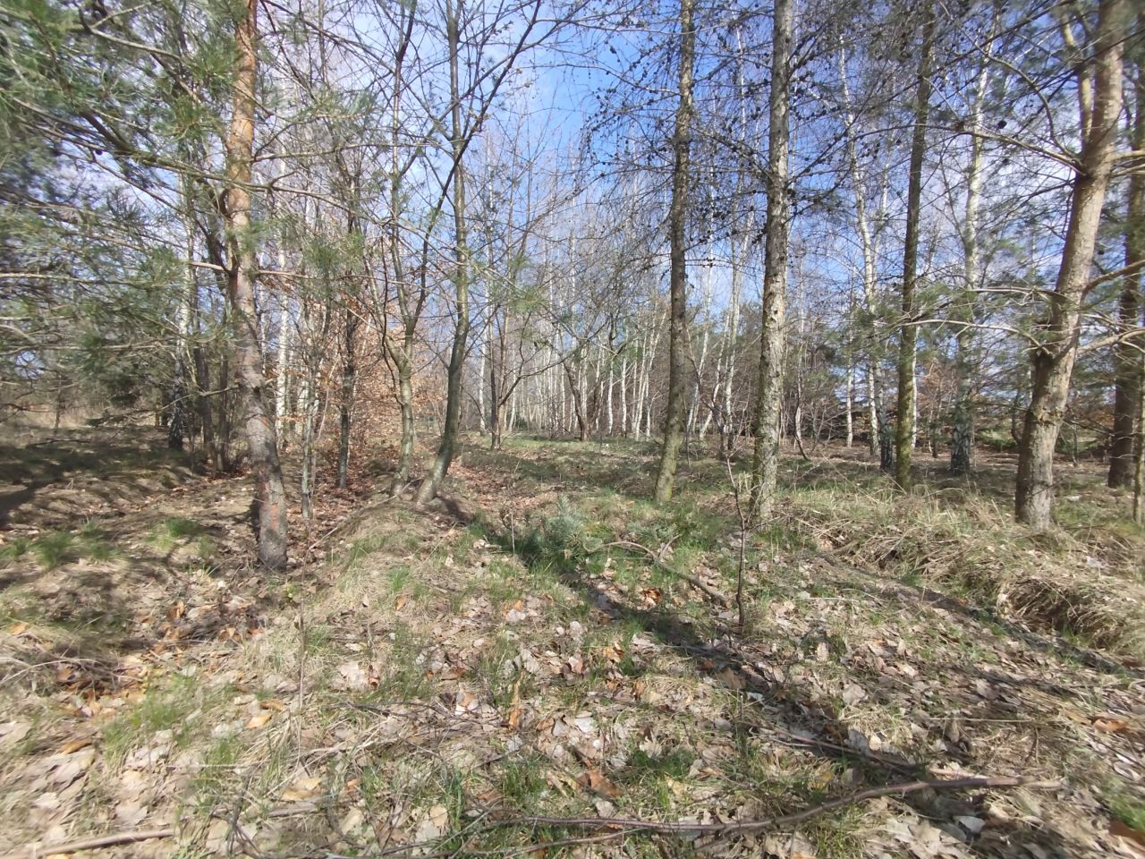 Działka budowlana Mikorzyn. Zdjęcie 2