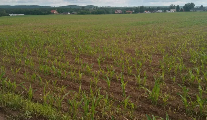 Działka budowlana Nowa Wieś, ul. Cicha