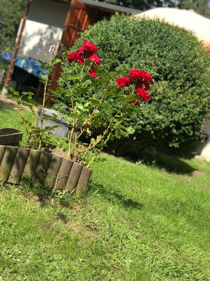 Działka rod Gdynia Babie Doły, ul. Zielona. Zdjęcie 5