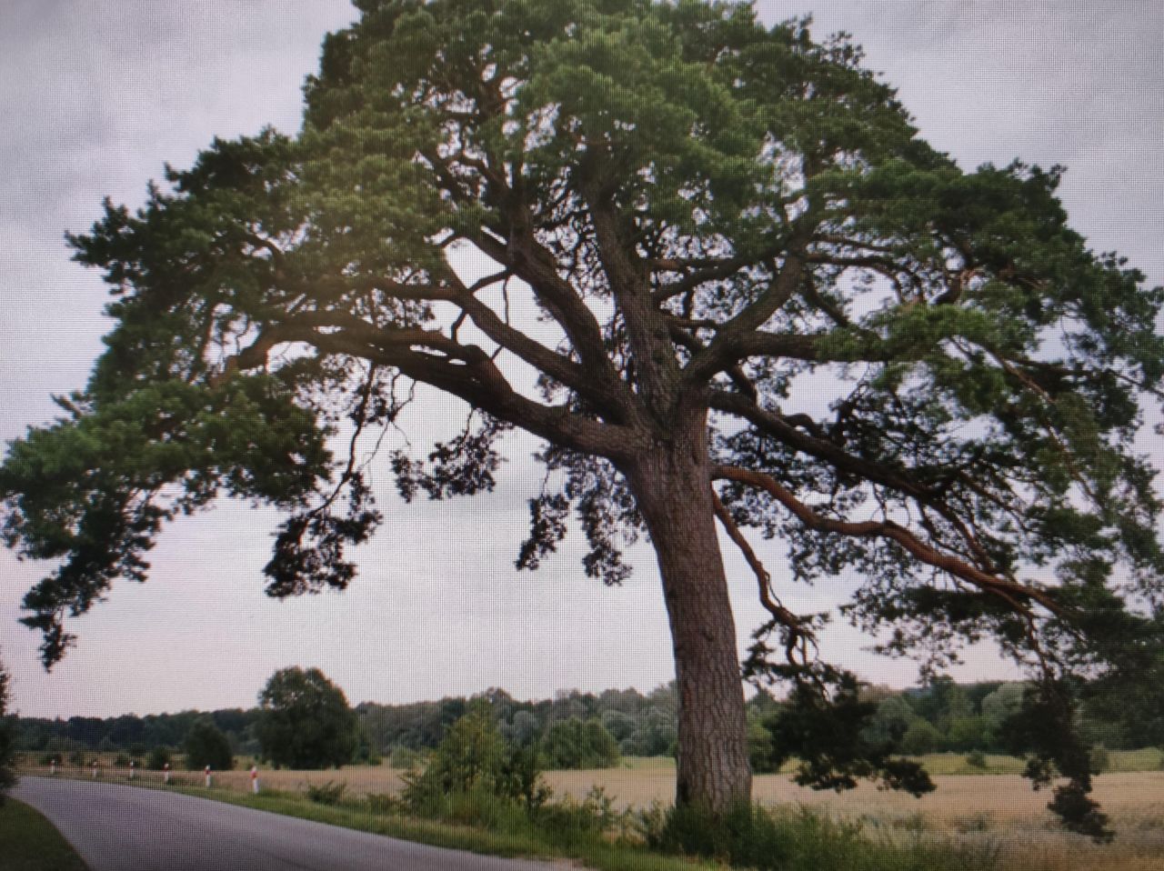 Działka rolno-budowlana Mielnik. Zdjęcie 7