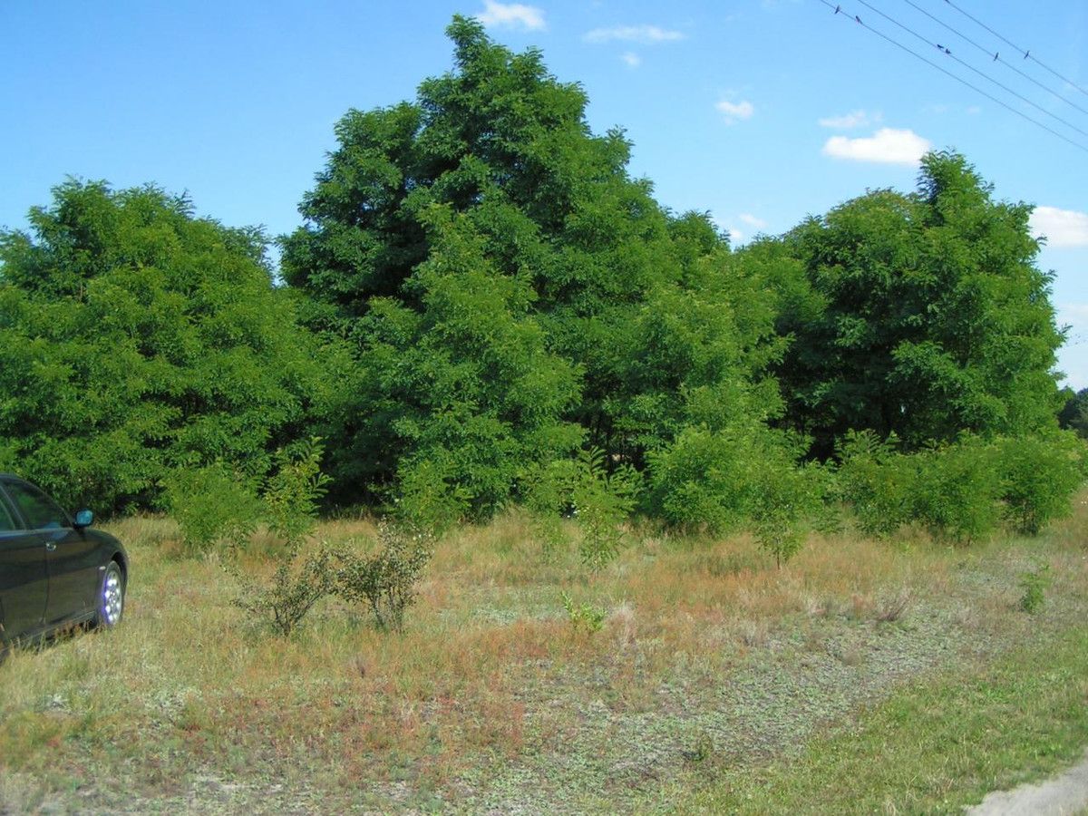 Działka budowlana Bujniczki-Kolonia Kopanina. Zdjęcie 6