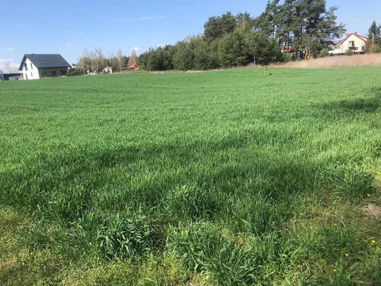 Działka rolno-budowlana Wysokie Koło. Zdjęcie 2