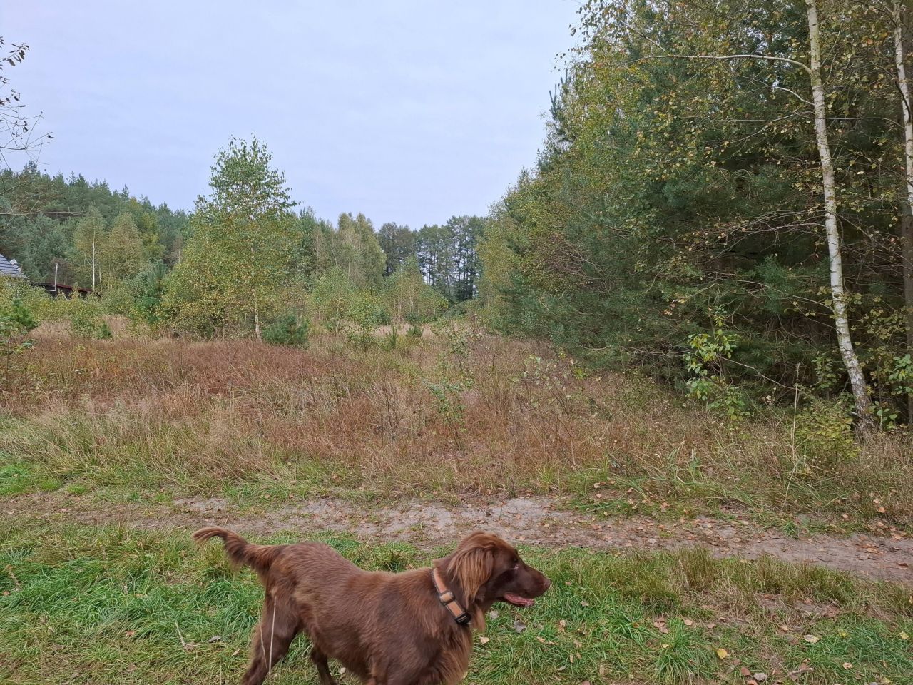 Działka budowlana Tończa Osowiec. Zdjęcie 2