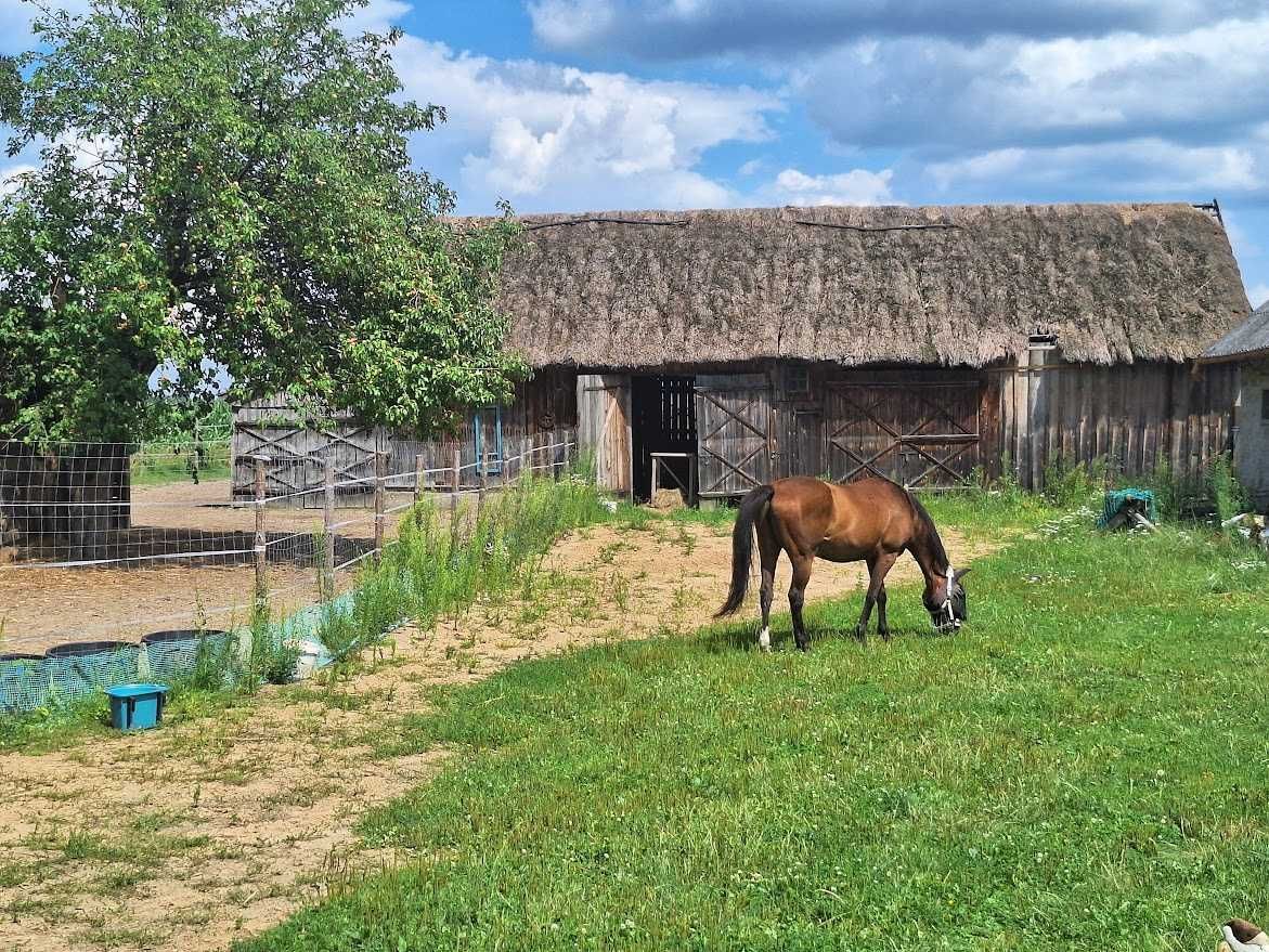 gospodarstwo Natolin. Zdjęcie 3