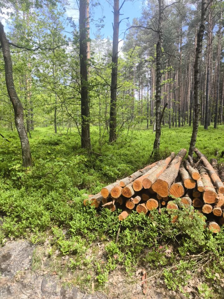 Działka leśna Stanowiska. Zdjęcie 13