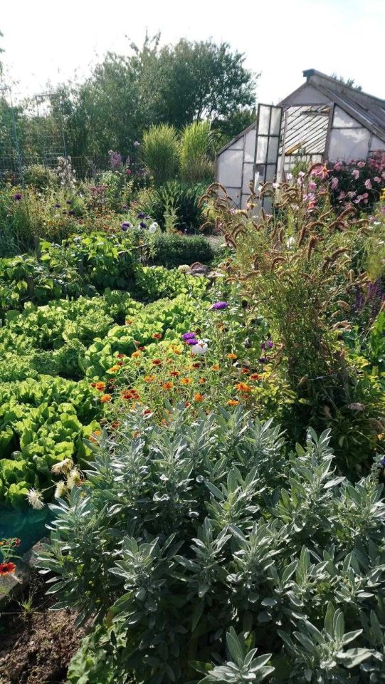 Działka rod Wałbrzych Podzamcze. Zdjęcie 5