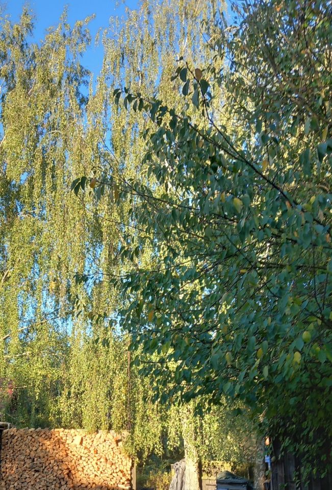 dom wolnostojący, 4 pokoje Jemiołowo, Jemiołowo. Zdjęcie 6