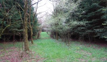 Działka leśna Ostrowice