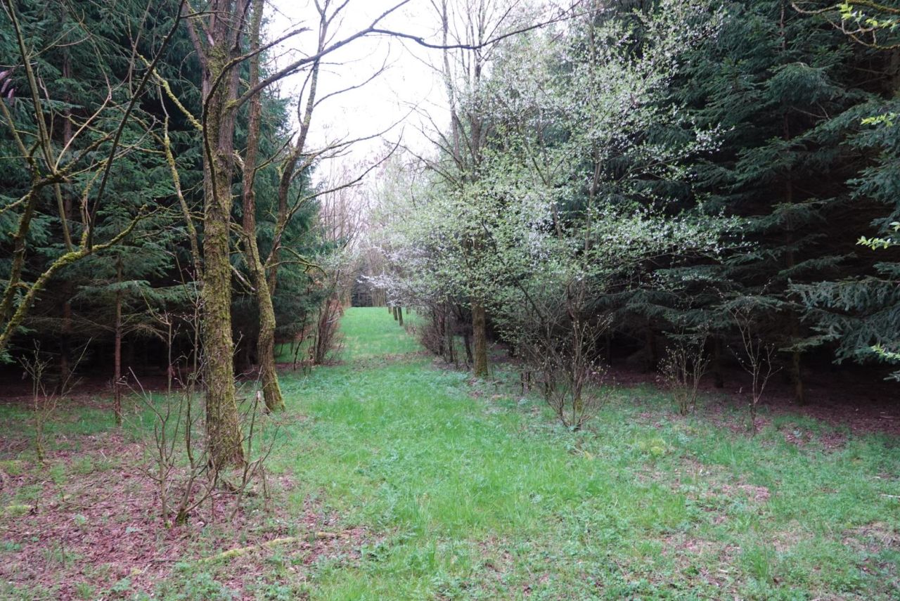 Działka leśna Ostrowice. Zdjęcie 2