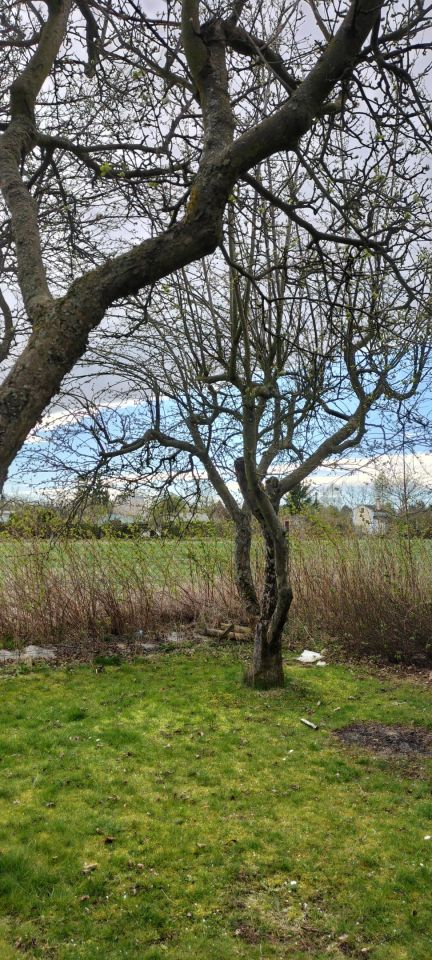 Działka rod Dzierżoniów, ul. Złota. Zdjęcie 2