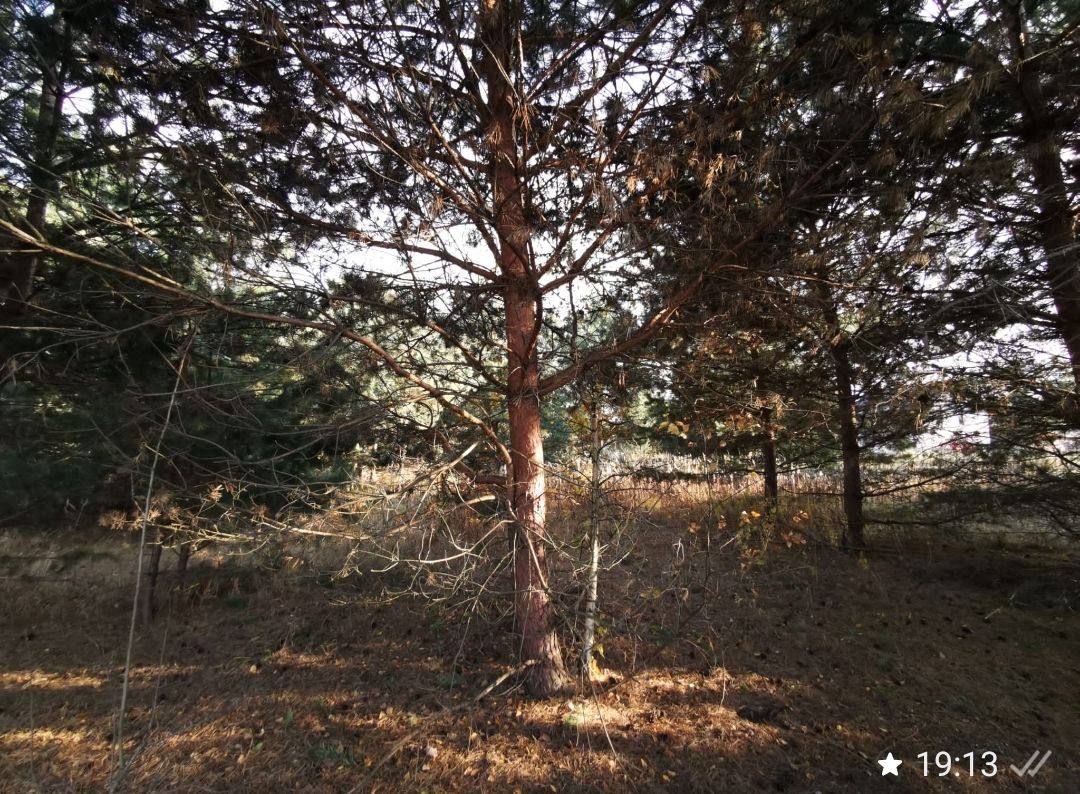 Działka budowlana Masłów, ul. Sosnowa. Zdjęcie 6