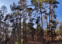 Działka leśna Rosanów, ul. Zielona. Zdjęcie 2