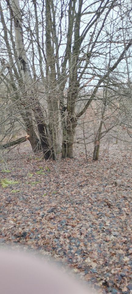 Działka leśna Osobnica Wiśniówki. Zdjęcie 12