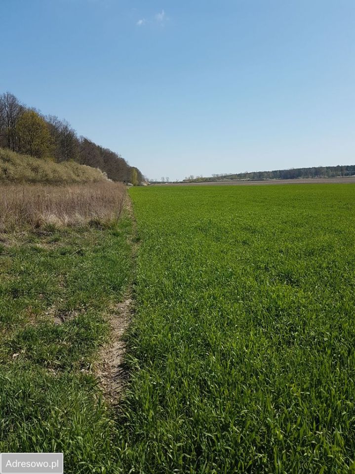 Działka rolna Raszówka, ul. Wincentego Witosa. Zdjęcie 5