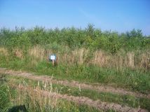 Działka rolna Budy Krępskie. Zdjęcie 1