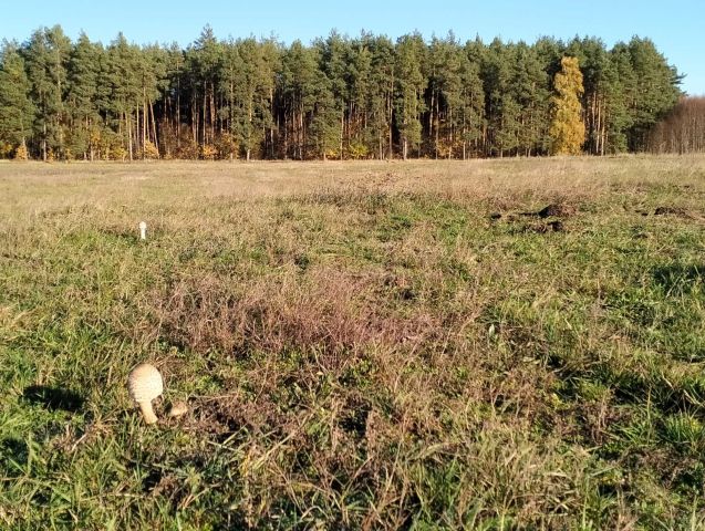 Działka rolno-budowlana Sołtyski. Zdjęcie 1