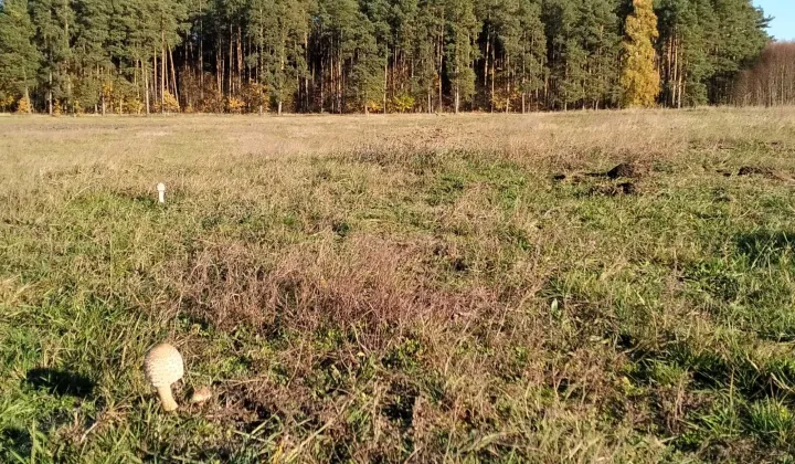 Działka rolno-budowlana Sołtyski