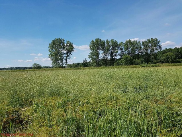Działka rolna Bogusławice. Zdjęcie 1