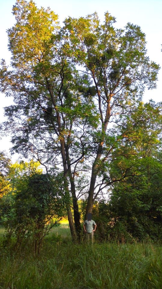 Działka rolno-budowlana Nowa Wieś-Śladów. Zdjęcie 17