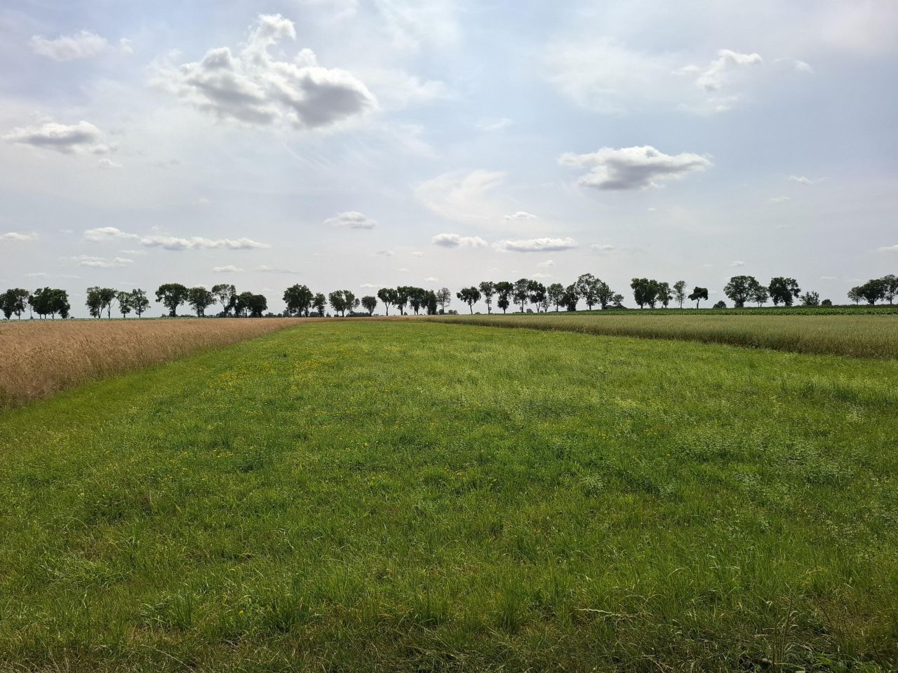 Działka rolna Krzesk-Majątek. Zdjęcie 5