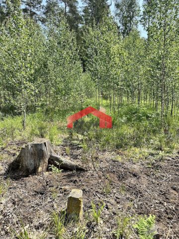 Działka leśna Rudnica. Zdjęcie 3