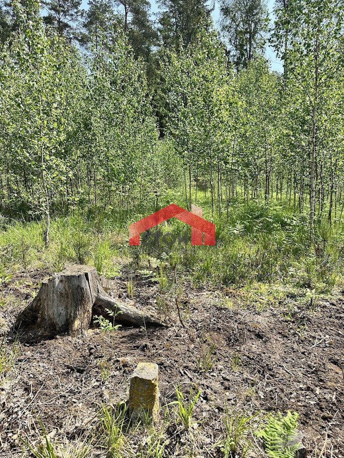 Działka leśna Rudnica. Zdjęcie 3