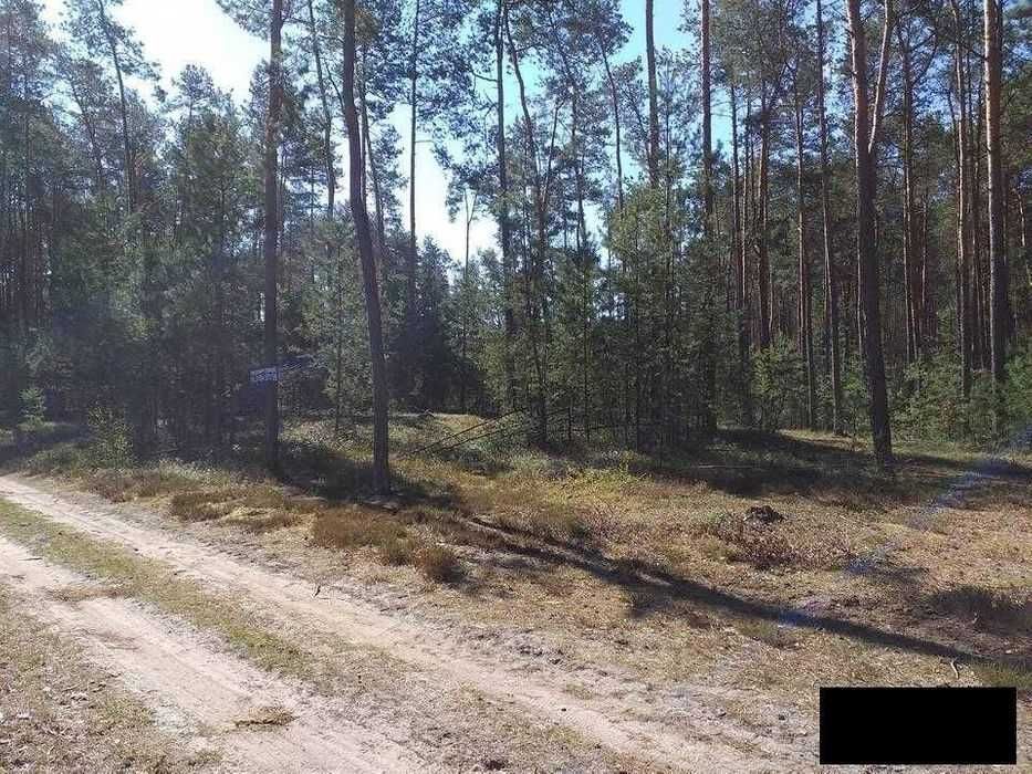 Działka leśna Radachówka. Zdjęcie 3