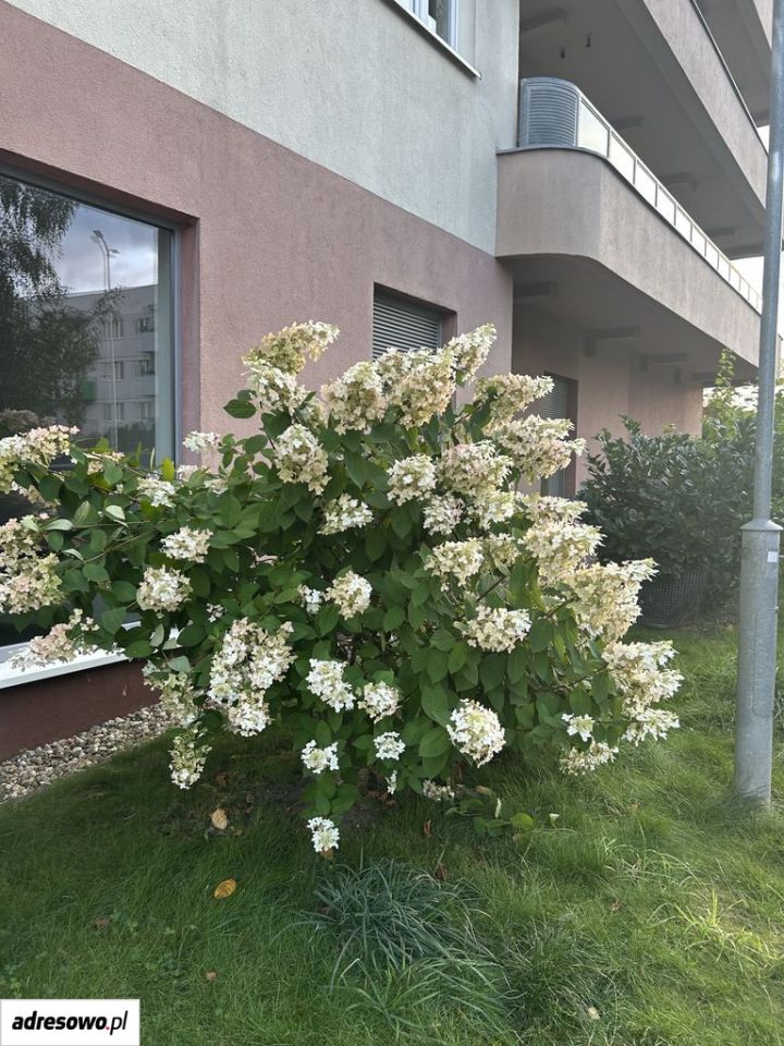 Mieszkanie 1-pokojowe Wrocław Psie Pole, ul. Gorlicka. Zdjęcie 11