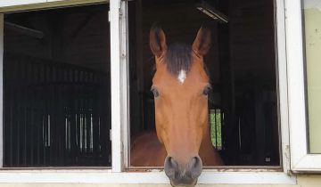 Nieruchomość komercyjna Sady