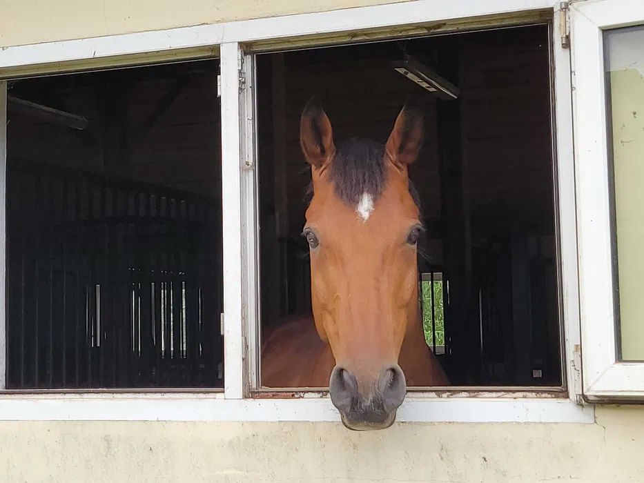 Nieruchomość komercyjna Sady. Zdjęcie 2