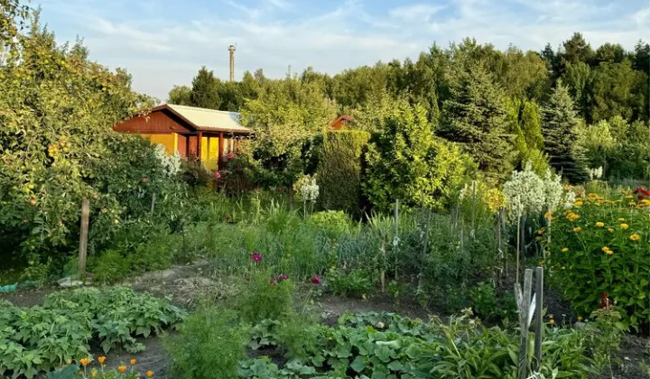 Działka rod Starachowice, ul. Leśna