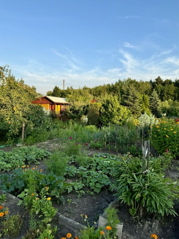 Działka rod Starachowice, ul. Leśna. Zdjęcie 1